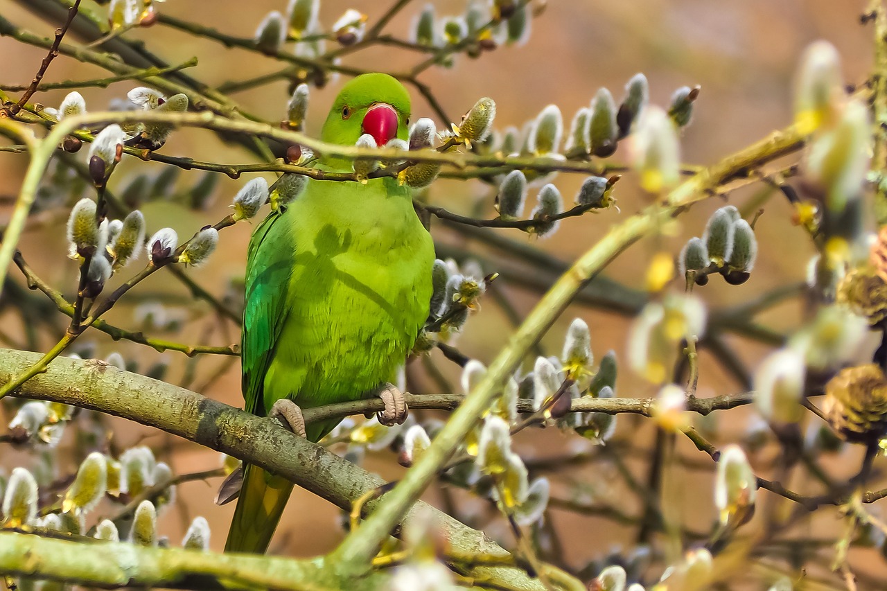 Alien Invasion: How Invasive Species Threaten Biodiversity